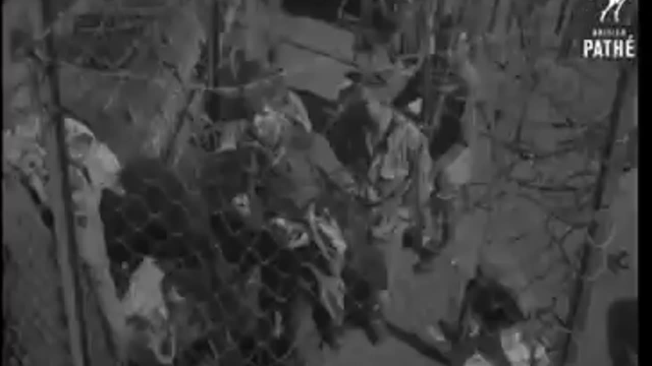 First batch of illegal jewish immigrants arrive in occupied Palestine in 1946..