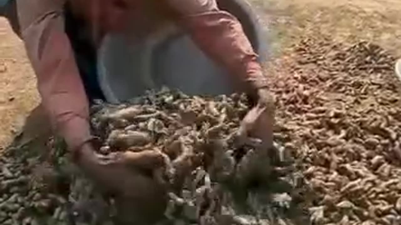 "Unveiling the Turmeric Powder Making Process: From Farm to Flavor | Inside the Factory!"