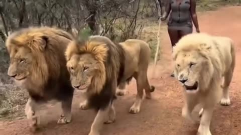 LAUGH OUT LOUD with the Funniest Animal Moments! #funny #animal