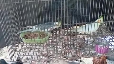 Animal Time With Daymi Padilla In Cuba