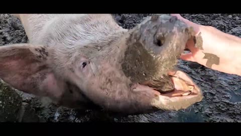 HOG! (A Short Fillm -Director's Cut with Ancient Ireland Dowth Footage)