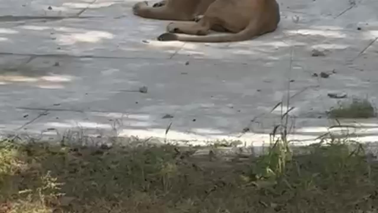 Lion video