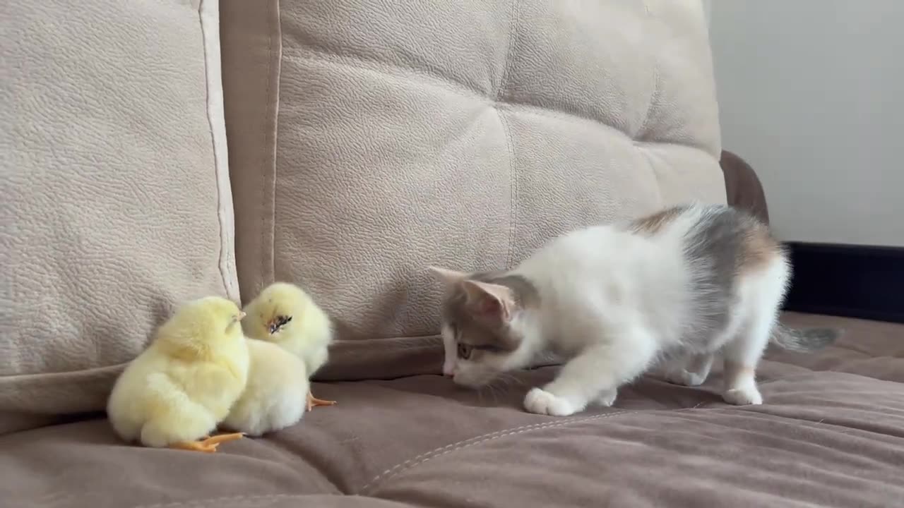 Baby Kitten Reaction to Tiny Chickens
