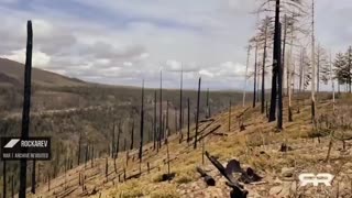 Forensic Arborist - Robert Brame explains how trees ABSOLUTELY burn in forest fires