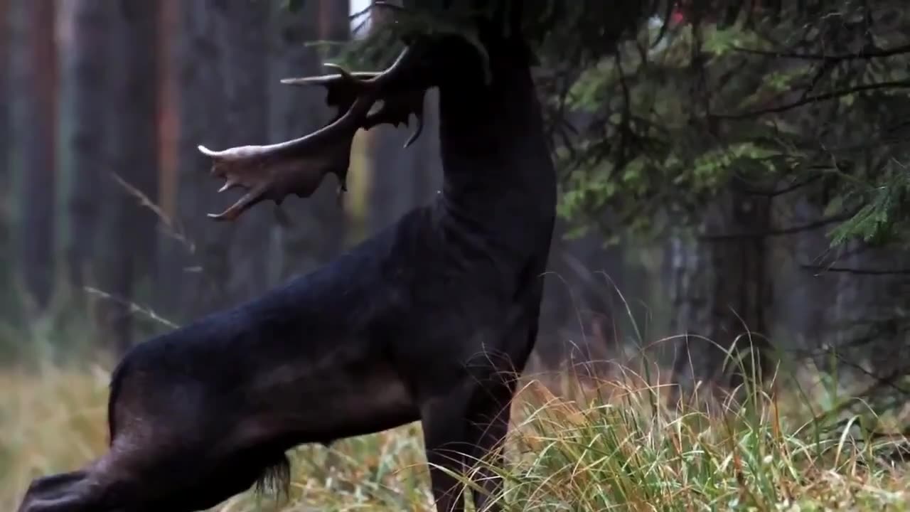 Rare Black Deer | Poland 🇵🇱 (Check Description)