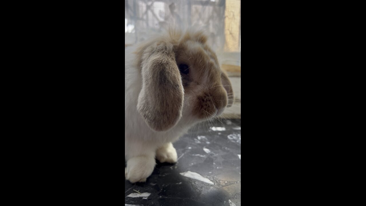 My lovely pet
