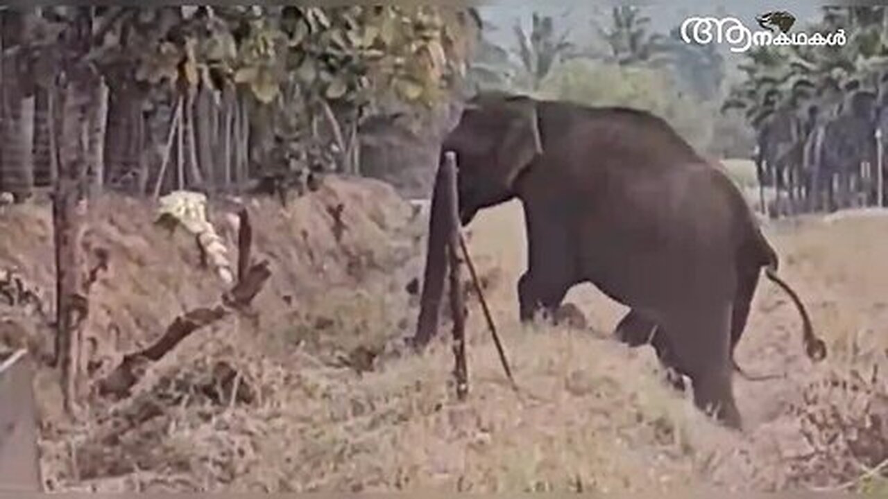 കുഞ്ഞിനെ രക്ഷിച്ച മനുഷ്യരോട് നന്ദി പറഞ്ഞ് അമ്മയാന _ Baby elephant saved by humans