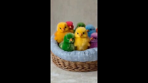 colourfull chicks