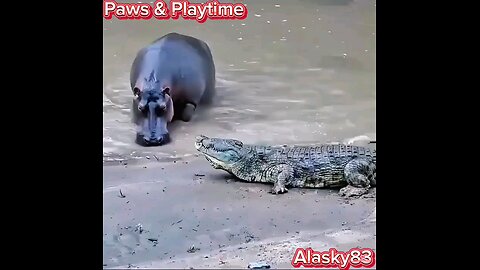 THE HIPPOPOTAMUS IS THE REAL BOSS OF THE RIVER RESPECT 💪💪💪💪