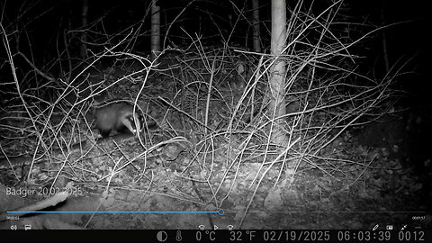 Busy badger - Schwer beschäftigter Dachs