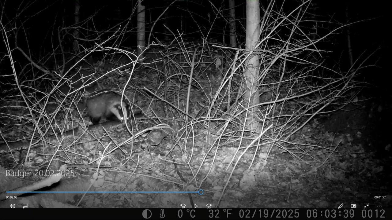 Busy badger - Schwer beschäftigter Dachs