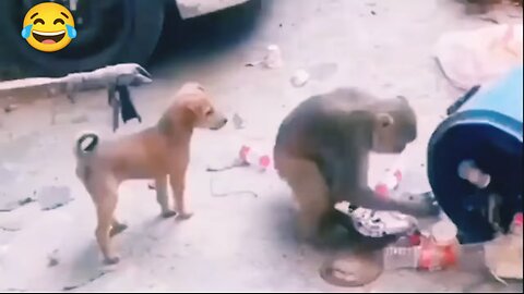 DOG VS MONKEY