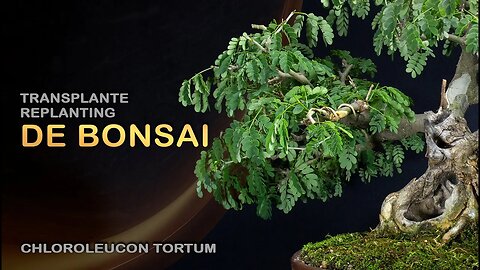Piteco - Chloroleucon tortum: Bonsai SP