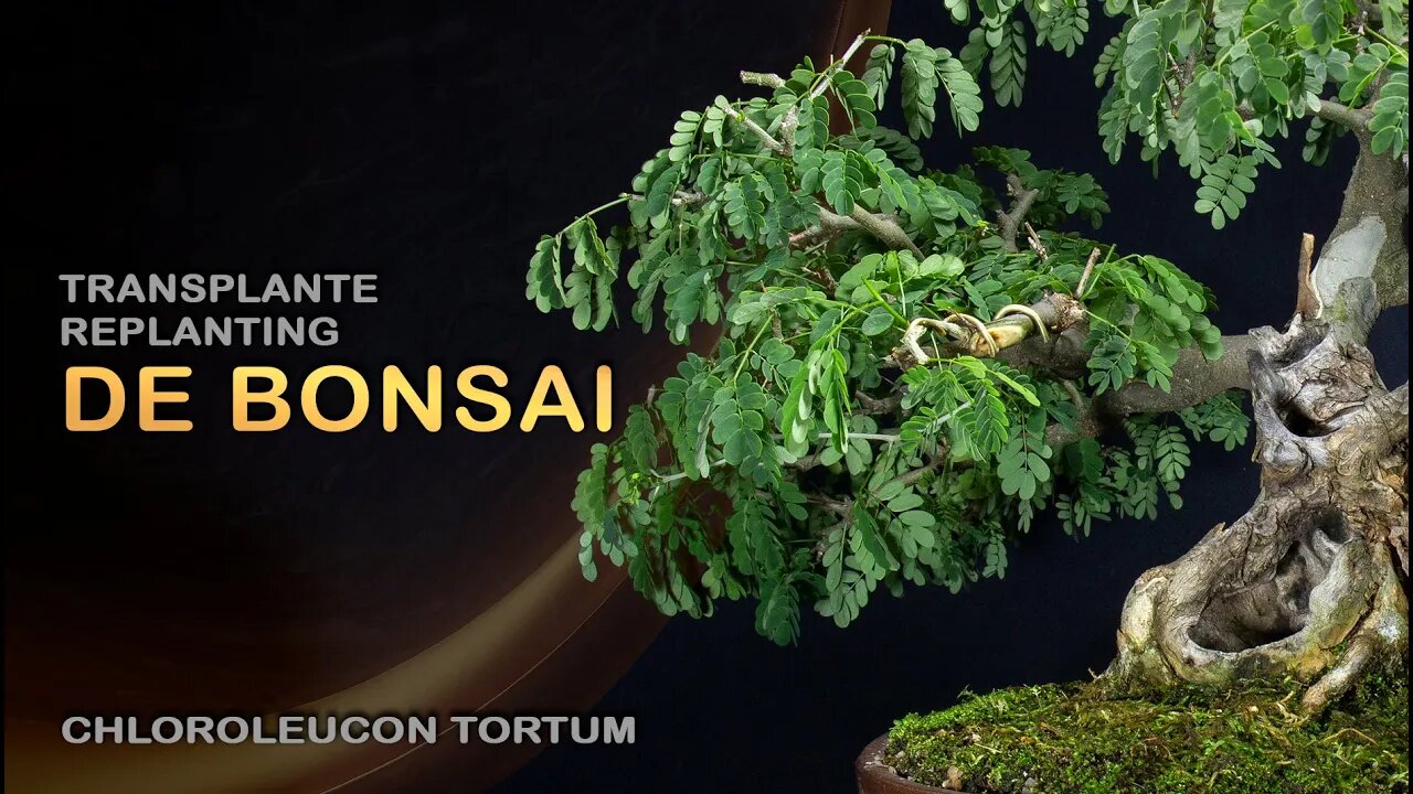 Piteco - Chloroleucon tortum: Bonsai SP