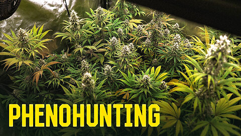 Cómo Hice un Phenohunting (Selección de Fenotipos Cannabis)