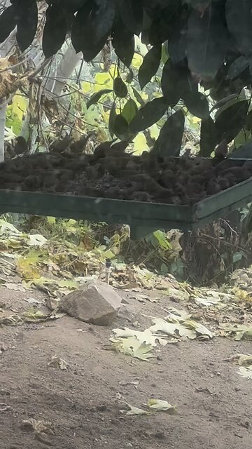 Scaly-breasted munia adds spice bird feeders to