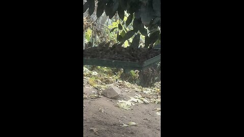 Scaly-breasted munia adds spice bird feeders to