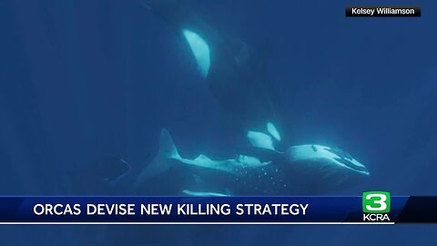 New images show how orcas hunt whale sharks