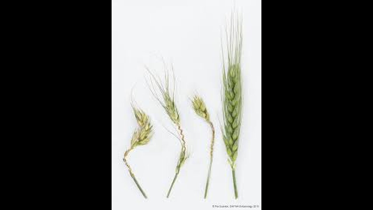 IS THE GLOBAL FOOD SUPPLY UNDER ATTACK BY THE GLOBALISTS?