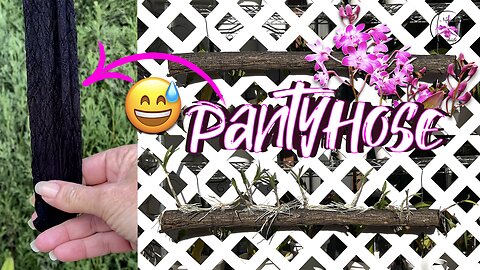 Mounting Dendrobium Keikis | A "Knee High" Hack to a Clean Orchid Mounting Method #ninjaorchids