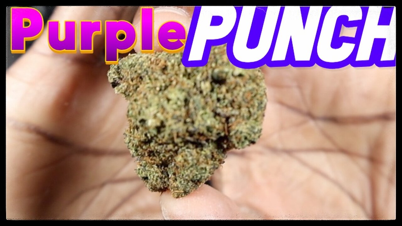 Paradise's Purple Punch Packs Powerful Puffs of Potent Pleasure! 💨💜 #THCAReview