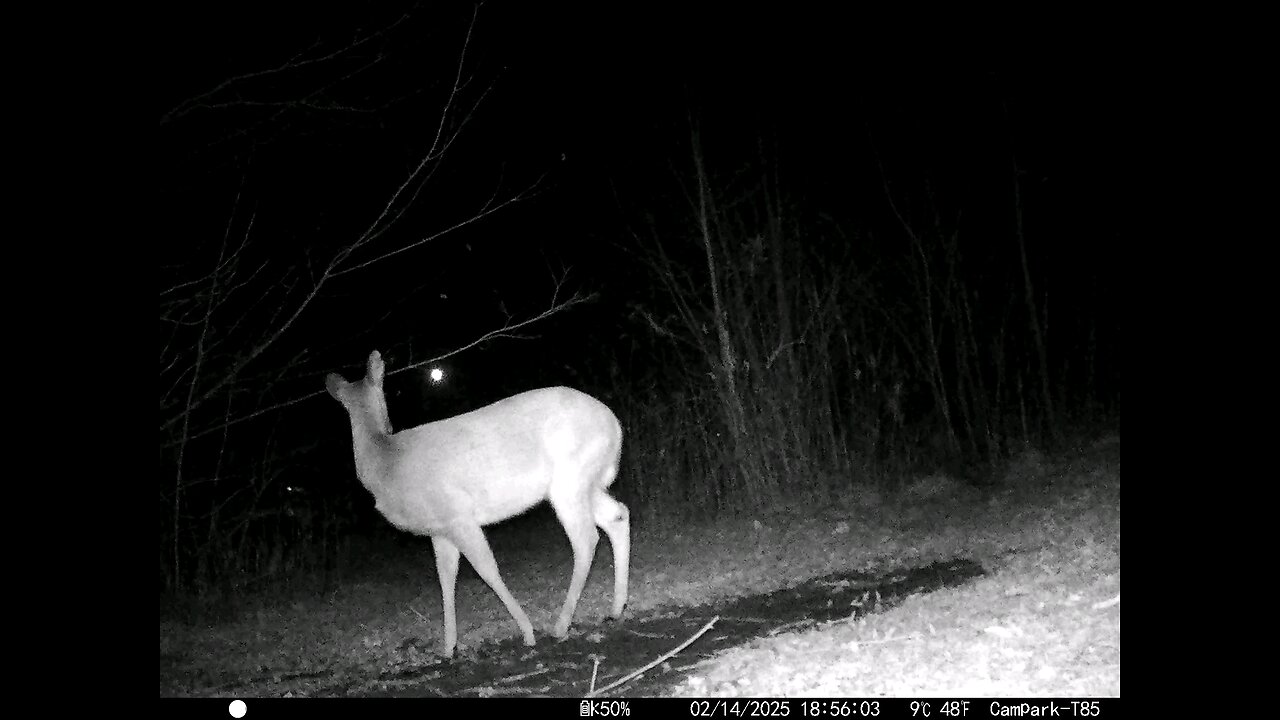 Deer Cam 02-14-2025 Valentine's Day