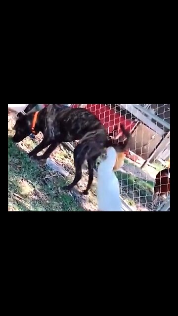 ANIMALS MAKE LIFE JOYFUL. YOU CAN ALWAYS COUNT ON THEM TO MAKE YOU SMILE. 😁