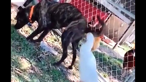 ANIMALS MAKE LIFE JOYFUL. YOU CAN ALWAYS COUNT ON THEM TO MAKE YOU SMILE. 😁