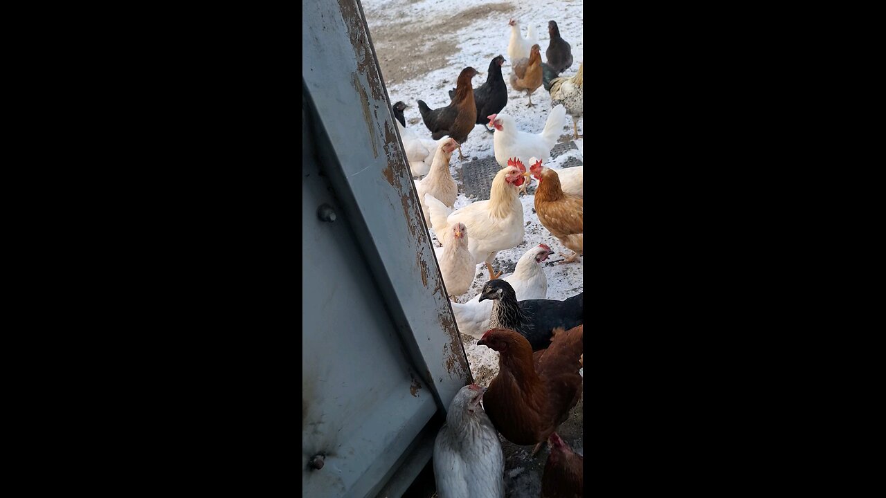 feeding the chickens