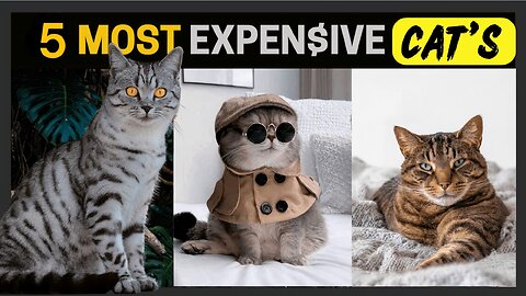 Top 5 Most Expensive Cat Breeds in the World 2025