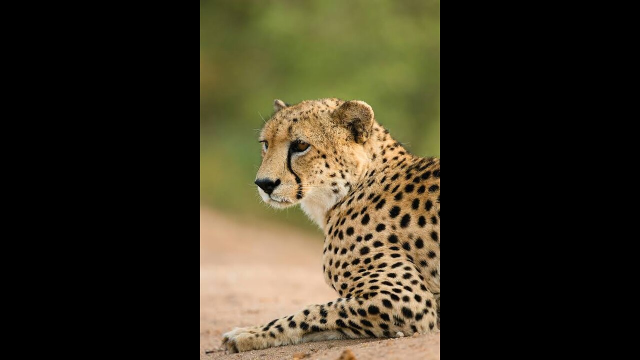 Cheetahs Takedown a Wildebeest | The Way of the Cheetah 2025