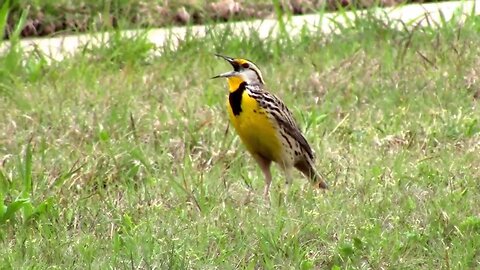 Western Meadowlark Singing It's Little Heart Out - Kansas State Bird