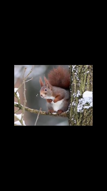 A squirrel is resting on a branch