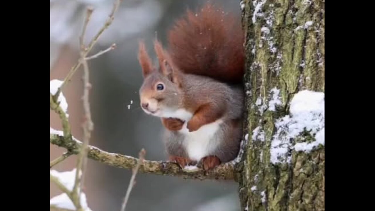 A squirrel is resting on a branch