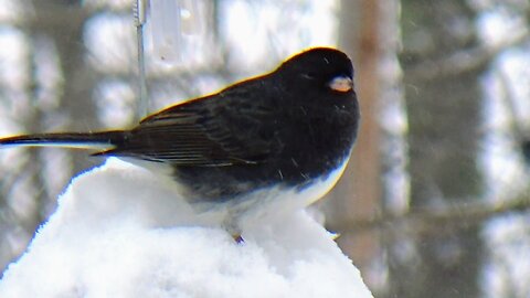 Dark-eyed junco