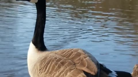 Goose on River