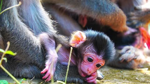 2025 The New Year Of 2 Newborn Baby Monkeys Started: Monkey ADA & JULINA