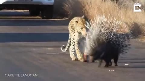 Hungry_Leopard_Gets_Defeated_By_Prickly_Porcupine