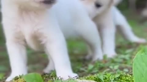 Two puppy dogs playing