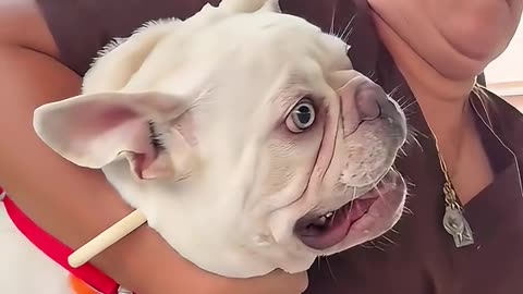 Doctor vs Cute Puppies Comedy Moment 😂 so funny videos 🤣🤣