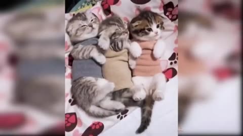 Cats & Kittens: Feline Magic in Motion