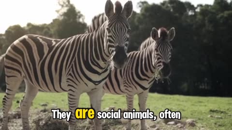 Zebra : the striped wonder of the Africa savanna