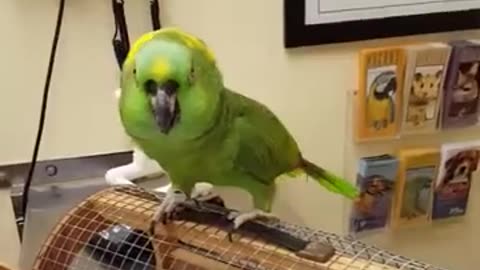 Warning: These birds take no nonsense! 🐾🤣”
