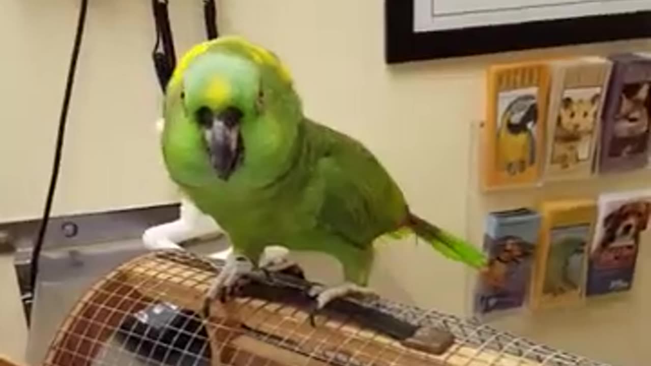 Warning: These birds take no nonsense! 🐾🤣”