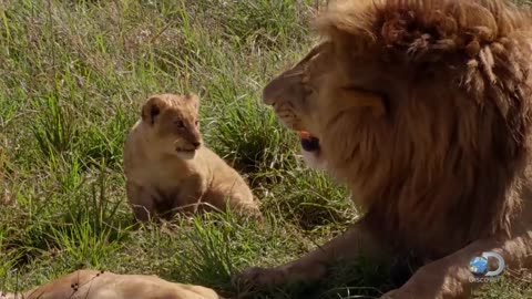 Adorable Lion Cubs Frolic as their Parents Look On