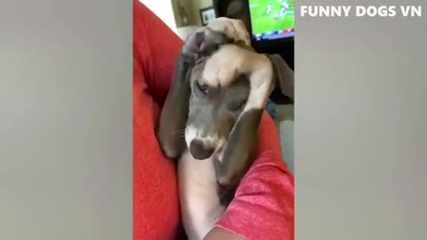 Funny Dog Compilation 2022 " Try not to Laugh"