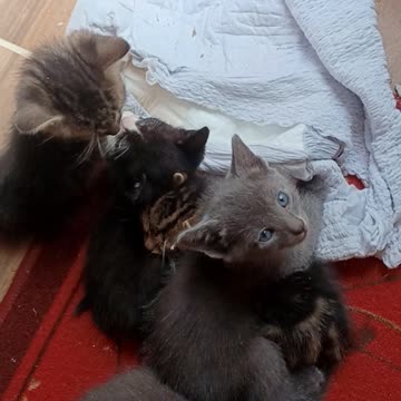 Viral Cat Video Vol 1