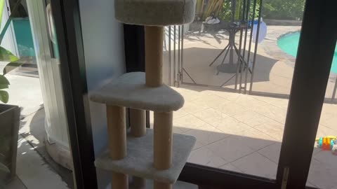 Is This the Best Cat Tree Ever? Indoor Climbing Tower with Scratching Posts Your Cat Will Love!