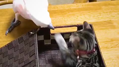 Funny animals