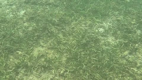 Snorkeling Morning!!